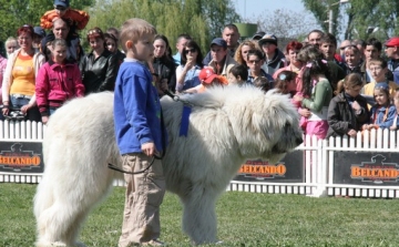 Kutya világkiállítást rendeznek májusban Budapesten és Gödöllőn