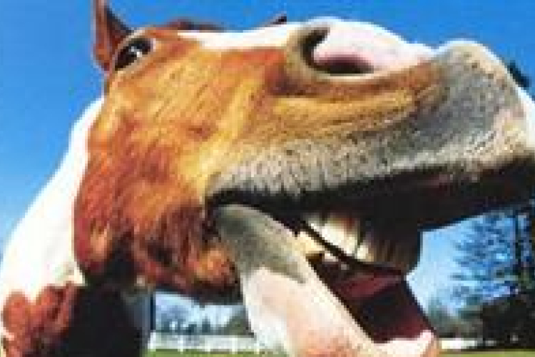 Lovakat szöktető ló