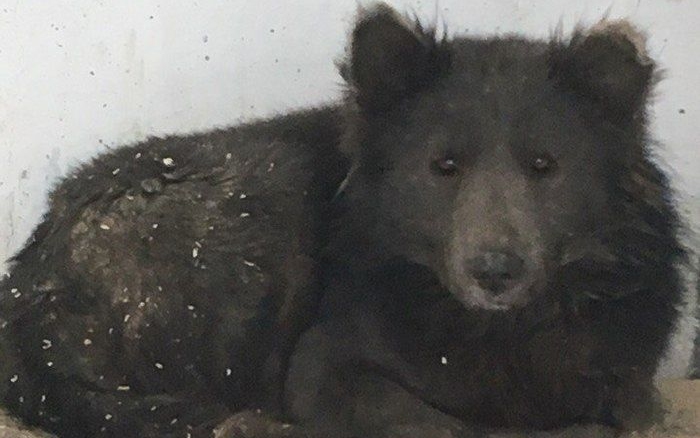 Medvekutyát fotóztak le Oroszországban