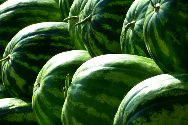 A fogyasztóvédelem is ellenőrzi a görögdinnyéket a nyári időszakban