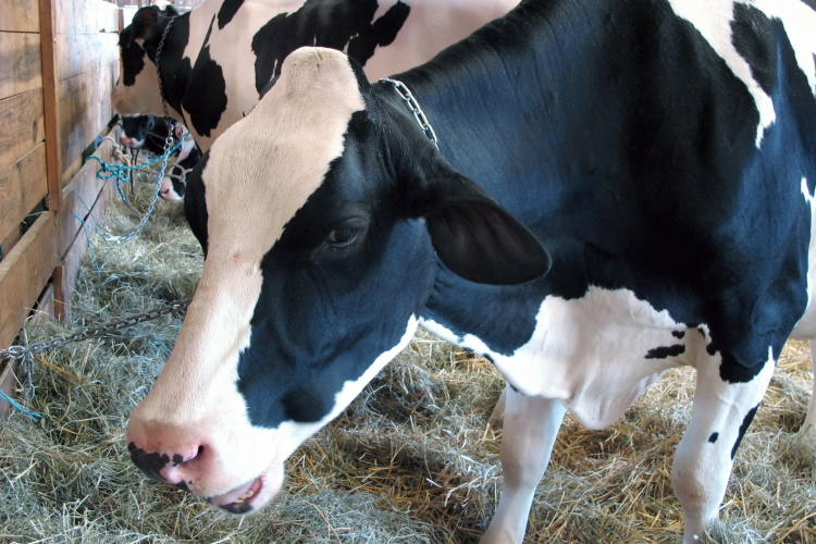 Továbbra is tilos a térségben az állatokat bemutató rendezvény