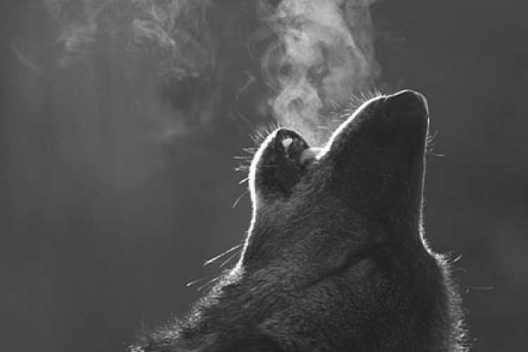 A jövő héten már mínusz 5 fokig is lehűlhet a levegő