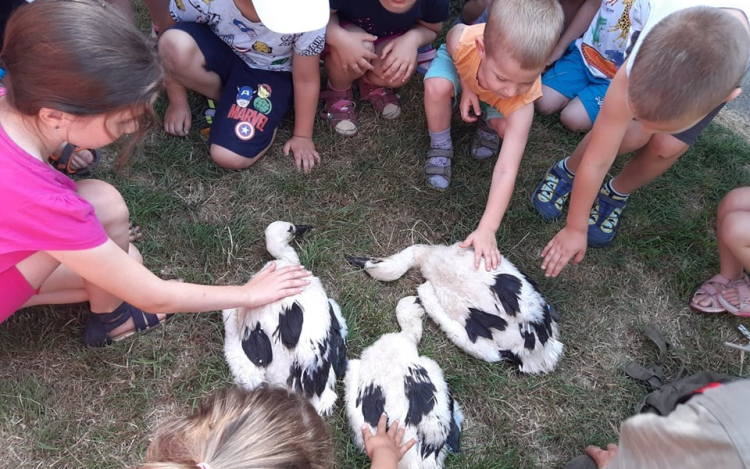 Gólyafióka-gyűrűzésre várják az érdeklődőket