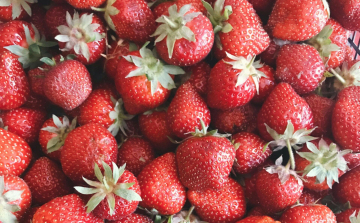 A hűvös május miatt elhúzódik az idei szamócaszüret