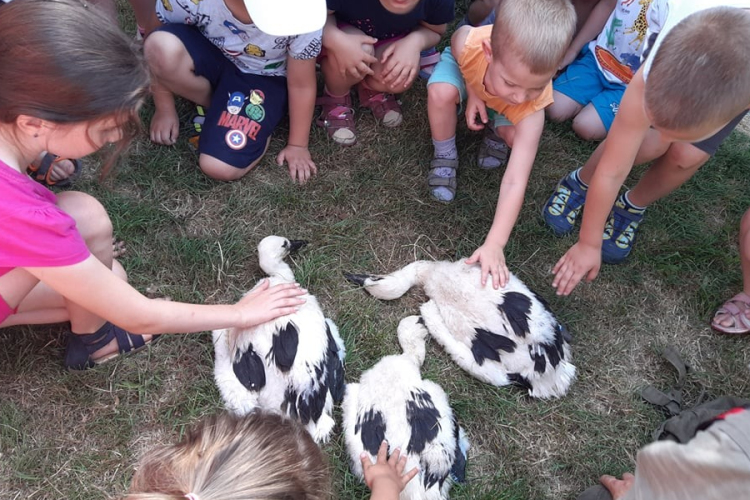 Gólyafióka-gyűrűzésre várják az érdeklődőket