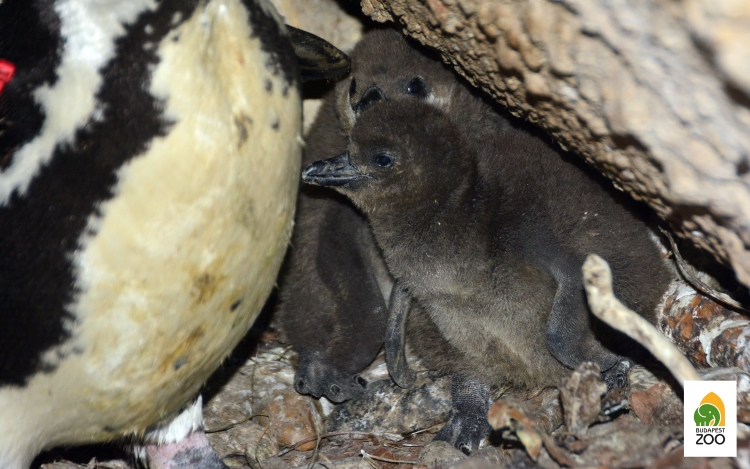 Két pápaszemespingvin-fióka született a budapesti állatkertben