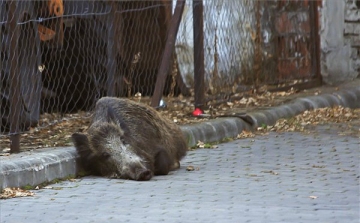 Vaddisznó sebesített meg egy nőt Újpesten