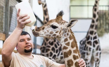 Túl van a kritikus időszakon a Nyíregyházi Állatpark kis zsiráfja