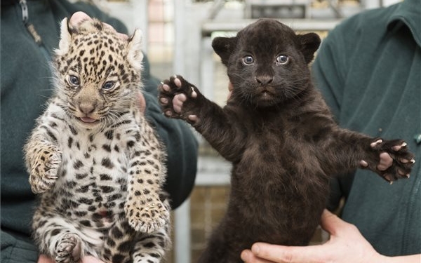 Jaguárikrek születtek a Nyíregyházi Állatparkban