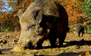 Combon szúrta magát egy férfi Veszprém megyében, miközben vaddisznó elől menekült