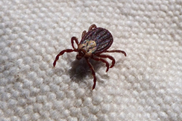 Nem mutatták ki a krími-kongói vérzéses láz vírusát a Margit-szigeti kullancsokból