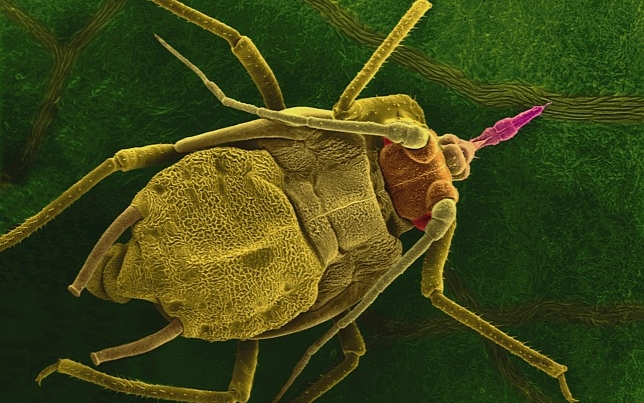 Vírusfertőzött rovarok áraszthatják el a földeket