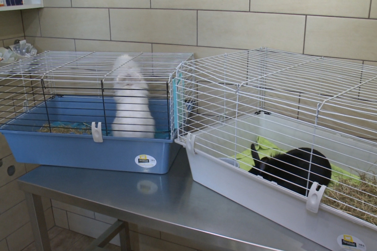 Ne nyulat válasszunk első kedvencnek