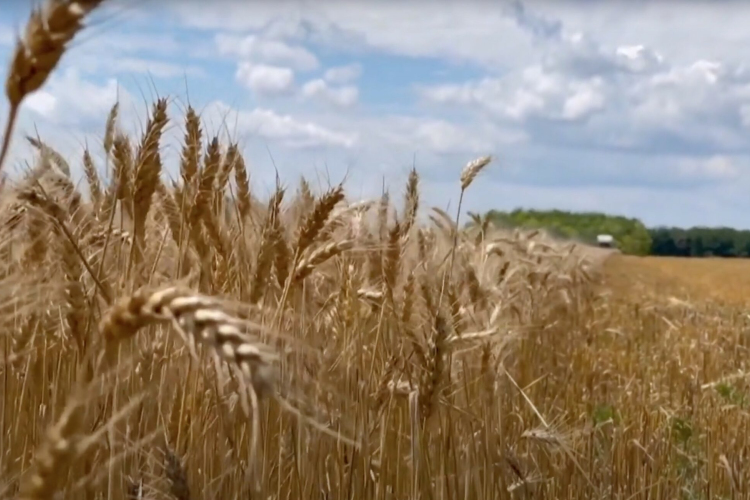 Bőséges termés az ország nyugati felén